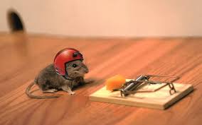 The Different Types Of Mouse Traps Explained Pest Revenge Funny Mouse Funny Rats Funny Animal Pictures