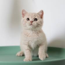 幼小的乳色英国短毛猫图片(10) - 醉琉璃