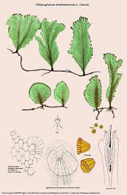 Image result for Didymoglossum