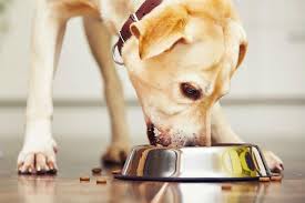Cbd oil is used to help calm our dogs down and it allows for normal levels of anxiety. The Long Bizarre History Of Euthanasia Drugs In Pet Food