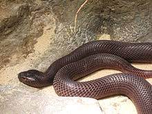 Black necked spitting cobra facts. Red Spitting Cobra Wikipedia