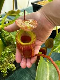 Image result for Polystachya villosa