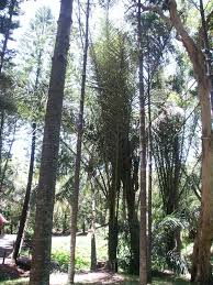 Image result for Raphia farinifera