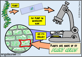 Even though plants and animals belong to eukaryotes. Plant Cell Closer Look At Science