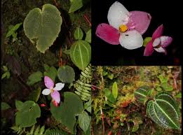 Image result for Begonia meyeri-johannis