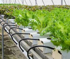 Hydroponic define