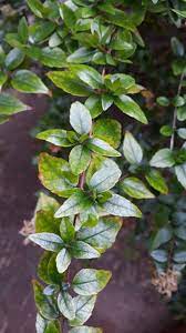 This shrub may reach up to 7 feet in height. Find Trees Learn University Of Arizona Campus Arboretum