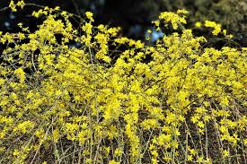 Image result for Jasminum nudiflorum
