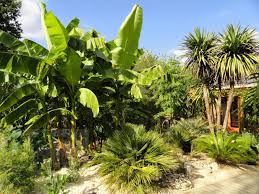 Creation De Jardins Pepiniere La Maison Du Bananier Creation Jardin Jardins Jardin Tropical