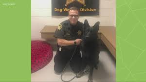 Stark county pet food pantry, po box 35641, canton, oh 44735. Stark County Dog Shot By Owner Now Ready For Adoption Wkyc Com