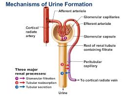 Explain The Mechanism Of Urine Formation A Plus Topper