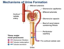 explain the mechanism of urine formation a plus topper