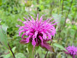 Pin On Flower Gardening