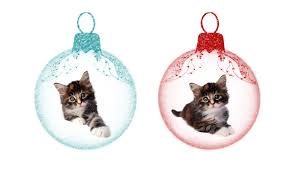 See the best library of photos and images from jooinn. Free Photo Christmas Kittens Christmas Cute Holiday Free Download Jooinn