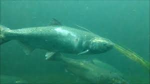 Visit the ballard locks fish ladder in seattle, to see salmon swimming upstream. Seattle Salmon Fish Ladder Ballard Locks Youtube