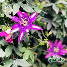 Le margherite appartengono alla famiglia delle asteraceae e sono diffuse in tutti i continenti. 15 Meravigliose Piante Estive Resistenti Al Sole Floricoltura Quaiato