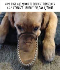 30 Animals Facts That Are 100 Not Fake At All Super Cereal 30 Photos Funny Animal Facts Funny Dog Pictures Funny Animals