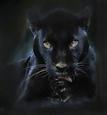  Perumahan Dangau Indah 26181 Kucing Besar Binatang Buas Panther