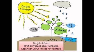 Singkatan kata dalam dunia percintaan; Lagu Apa Itu Fotosintesis Photosynthesis Youtube
