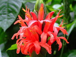 Image result for Pachystachys