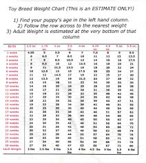 maltese growth chart goldenacresdogs com