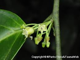 Image result for Strombosia