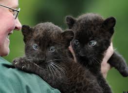 Photos This Week S Best In Animals Baby Black Panther Twins Baby Giraffes Snake Charmers And More Baby Animals Animals Black Panther Cat