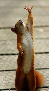 And Stretch Animals Cute Animals Animals Beautiful