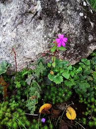 Image result for Impatiens oreocallis