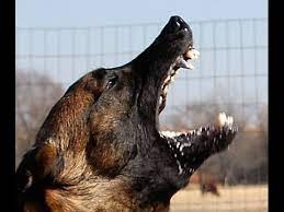 The breeds that are bred for working purposes, are mostly the ones with a very determined personality and therefore sometimes stubborn. Belgian Malinois Studed Titanium Teeth Youtube