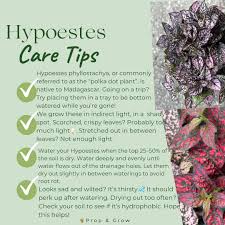 Image result for Hypoestes