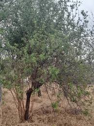 Image result for Searsia lucida