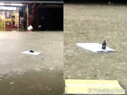 Jun 06, 2021 · 水淹到膝蓋 網曝高雄各地淹水慘況：高速公路下不去 出現水上列車 信義區淹水沖出老鼠 緊守浮板超慌張 無助神情網笑翻 # 高雄 # 鳳山 # 淹水. ä¿¡ç¾©å€ä¸Šæ˜  é¼ é¼ çš„å¥‡å¹»æ¼‚æµ ç«™ç«‹ æ•'å'½æµ®æ¿ ç„¡åŠ©æ¼‚æ°´é¢ Ettodayå¯µç‰©é›² Ettodayæ–°èžé›²