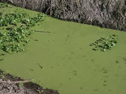 Image result for Lemna aequinoctialis