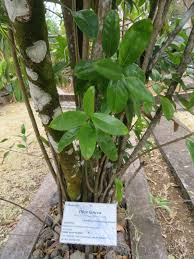 Image result for Antrophyum mannianum