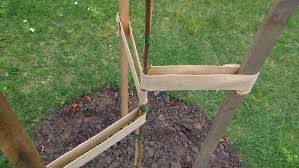 Do i need to stake a tree i am planting? Staking A Tree Fact Sheets Gardening Australia Gardening Australia