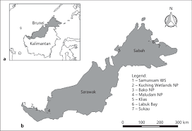 Find the perfect sarawak map stock photos and editorial news pictures from getty images. Inset Map A Showing The Island Of Borneo With Sabah And Sarawak Download Scientific Diagram