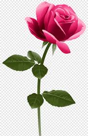 To created add 24 pieces, transparent bunga images of your project files with the background cleaned. Rose Pink Flowers Fuchsia Frame Herbaceous Plant Plant Stem Png Pngegg