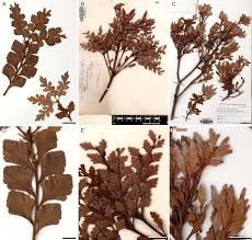 Image result for Phyllocladus trichomanoides