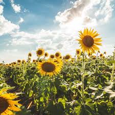 The 32 Prettiest Sunflower Fields Across The U S In 2020 Sunflower Field Near Me Planting Sunflowers Sunflower Fields