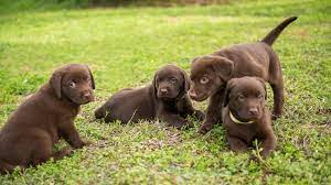 Dog Litter Separation Pet Health Insurance Tips