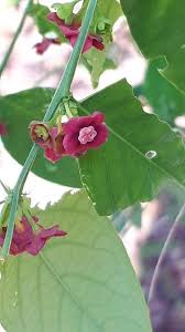 Image result for Phyllanthus macranthus