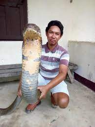 Ular tedung terbesar di dunia. Fakta Mengagetkan King Cobra Raksasa Di Kalimantan