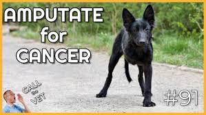 Kg lbs type of chocolate eaten: Chocolate Poisoning Calculator How Much Will Kill Your Dog Our Pets Health