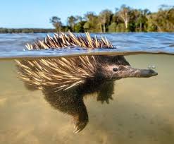 Echidna Going For A Swim Natureisfuckinglit Echidna Animal Antics Australian Animals
