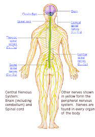 Check spelling or type a new query. What Are The Two Divsions Of The Peripheral Nervous System Quora