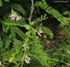 Image result for Abrus fruticulosus