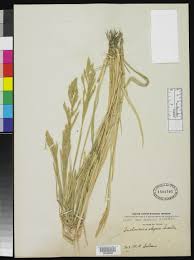 Image result for Trichoneura grandiglumis