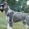 Our listings are from top breeders from around the country. 1