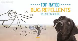 The Top Natural Mosquito Repellents For Dogs Dogs Naturally In 2020 Mosquito Repellent For Dogs Dog Bug Spray Natural Mosquito Repellant